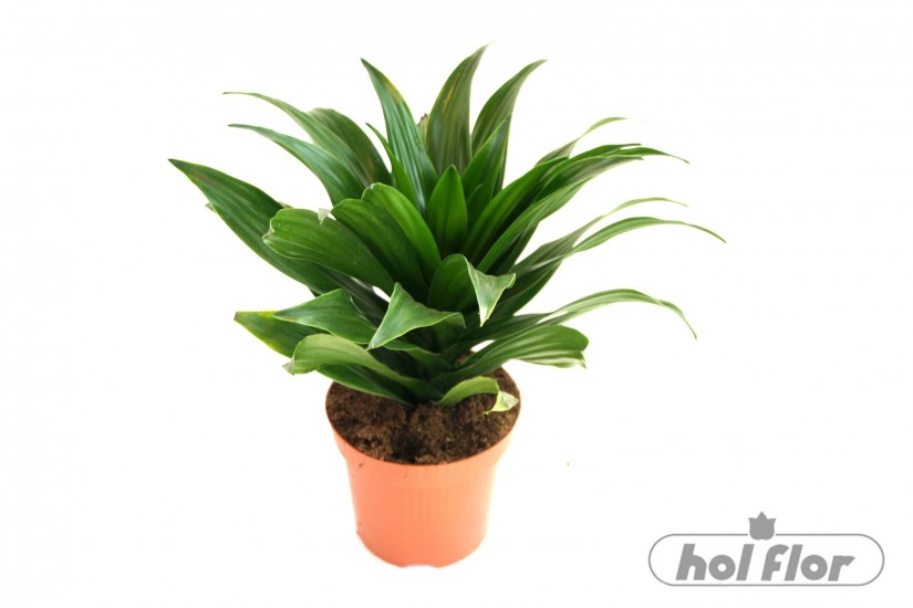 NÁZEV: Dracena compacta
VÝŠKA: 21cm
HRNEK: 11cm
POZNÁMKA: nejedlá
NÁROKY NA PĚSTOVÁNÍ: Dracenu řadíme do čeledi agávovité a pochází z tropické oblasti Afriky, Madagaskaru, Asie a Kanárských ostrovů. Rostlina vyžaduje dostatek rozptýleného světla a nevadí jí i polostín. Teploty během vegetace držíme v rozmezí 18-24 °C a v zimních snižujeme k 10-12 °C. Draceny dobře snášejí suchý vzduch, ale pokud jsou umístěné v pokoji v blízkosti ústředního topení, vyžadují občasné rosení. Optimální zálivka je mírná, substrát by neměl přesychat, ale naopak dlouhodobě nahromaděná voda v květináči způsobuje zahnívání kořenů. Hnojíme každých čtrnáct dní speciálním kombinovaným hnojivem pro pokojové rostliny.