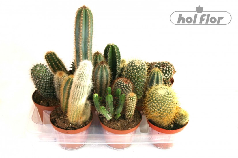 Holflor S R O Tisk Detailu Zbozi Cactus M I X Pl 9