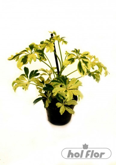 NÁZEV: Schefflera arboricola Janine
VÝŠKA: 10-14cm
HRNEK: 7cm
POZNÁMKA: nejedlá
