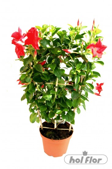 NÁZEV: Mandevila
VÝŠKA: 60cm
PRŮM. HRNKU: 19cm
POZNÁMKA: nejedlá

