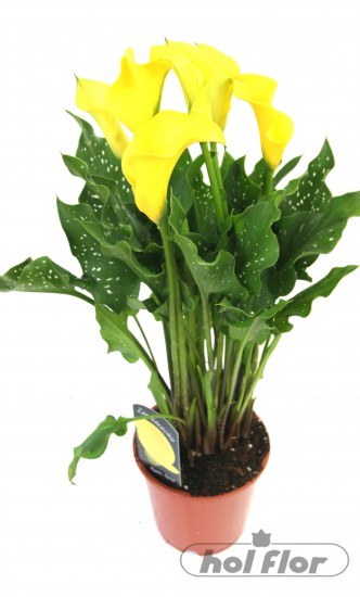 NÁZEV: Zantedeschia aetiopica,
VÝŠKA:41cm,
PRŮM. HRNKU:15cm
POZNÁMKA:nejedlá
NÁROKY NA PĚSTOVÁNÍ:Zantedeschia patří do čeledi aronovité a je původem z jižní Afriky. Jsou ideální pro řez květů vzhledem ke své trvanlivosti NÁZEV: Zantedeschia aetiopica,
VÝŠKA:41cm,
PRŮM. HRNKU:15cm
POZNÁMKA:nejedlá
NÁROKY NA PĚSTOVÁNÍ:Zantedeschia patří do čeledi aronovité a je původem z jižní Afriky. Jsou ideální pro řez květů vzhledem ke své trvanlivosti