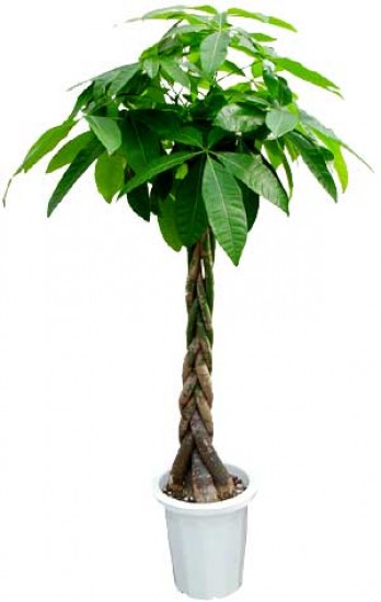 NÁZEV:Pachyra aquatica,
VÝŠKA:40cm,
PRŮM. HRNKU:12cm,
POZNÁMKA:nejedlá
NÁZEV:Pachyra aquatica,
VÝŠKA:40cm,
PRŮM. HRNKU:12cm,
POZNÁMKA:nejedlá