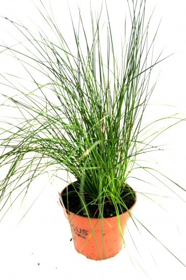 NÁZEV:Juncus,
VÝŠKA:30cm,
PRŮM. HRNKU:12cm,
POZNÁMKA:nejedlá
NÁZEV:Juncus,
VÝŠKA:30cm,
PRŮM. HRNKU:12cm,
POZNÁMKA:nejedlá