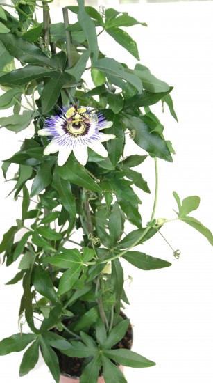 NÁZEV:Passiflora
VÝŠKA:43cm,
PRŮM. HRNKU:12cm, 
POZNÁMKA:nejedlá
NÁROKY NA PĚSTOVÁNÍ:Mučenky jsou tropické liány pocházející z Jižní Ameriky, které u nás můžeme pěstovat v bytech, nebo v zimních zahradách. Od jara do podzimu je nutno přihnojovat každých 14 dní kombinovaným hnojivem na muškáty. Při nedostatku živin rostliny žloutnou a shazují listy. Mučenky jsou náročné na světlo, proto je dobré je v bytě umístit na světlé místo poblíž okna. Jsou to liánovité rostliny, proto musíme počítat s oporou, nebo je necháme volně pnout v bytě, nebo viset dolů ze skříněk.
