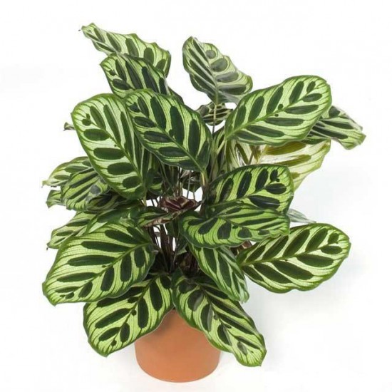drachenbaum bestellen Drachenbaum kaufen – Mein schöner Garten Shop main image 1