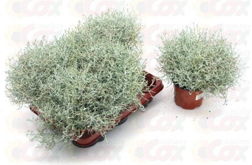 NÁZEV:Calocephalus brownii
VÝŠKA:15cm,
PRŮM. HRNKU:12cm, 
POZNÁMKA:nejedlá
NÁROKY NA PĚSTOVÁNÍ:
Calocephalus je velmi aktraktivní, malý neopadavý keřík. Pochází z jihozápadní Austrálie.
Má rád dostatek světla. Přímé slunce je optimální. Na zálivku není náročný, vody potřebuje velice málo. Problematické je spíše jeho přelévání. Vyžaduje stanoviště s proudícím vzduchem. Zimu u nás venku nepřežije, snese jen slabý mráz do -5°C. Velmi pěkně zapadne do zahradních kombinací v středomořském stylu spolu s levandulí a Agapanthem.
