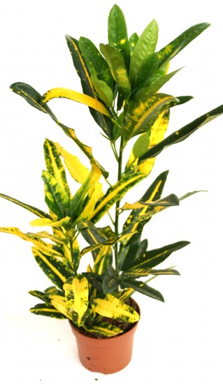 NÁZEV:Codiaeum sunny star
NÁROKY NA PĚSTOVÁNÍ:Kroton patří do čeledi pryšcovité a jeho domovinou je jižní Asie. Rostlina je světlomilmá a obzvláště její pestrolisté sorty vyžadují dostatek slunečního záření. Ideální místo pro pěstování tohoto druhu jsou okna orientovaná na východní nebo západní stranu. Při nedostatku světla rostlina ztrácí svoje atraktivní zbarvení. V letních měsících rostliny lehce stíníme. Rostlina vyžaduje teploty okolo 18-22 °C. V zimě by neměla klesnout pod 15 °C, jinak hrozí opad listů. Zálivka je v období vegetace vydatná spojená s častým mlžením rostlin. V zimě je přísun vody omezen úměrně teplotě. V době plné vegetace hnojíme dvakrát do měsíce standardním tekutým hnojivem.
NÁZEV:Codiaeum sunny star
NÁROKY NA PĚSTOVÁNÍ:Kroton patří do čeledi pryšcovité a jeho domovinou je jižní Asie. Rostlina je světlomilmá a obzvláště její pestrolisté sorty vyžadují dostatek slunečního záření. Ideální místo pro pěstování tohoto druhu jsou okna orientovaná na východní nebo západní stranu. Při nedostatku světla rostlina ztrácí svoje atraktivní zbarvení. V letních měsících rostliny lehce stíníme. Rostlina vyžaduje teploty okolo 18-22 °C. V zimě by neměla klesnout pod 15 °C, jinak hrozí opad listů. Zálivka je v období vegetace vydatná spojená s častým mlžením rostlin. V zimě je přísun vody omezen úměrně teplotě. V době plné vegetace hnojíme dvakrát do měsíce standardním tekutým hnojivem.