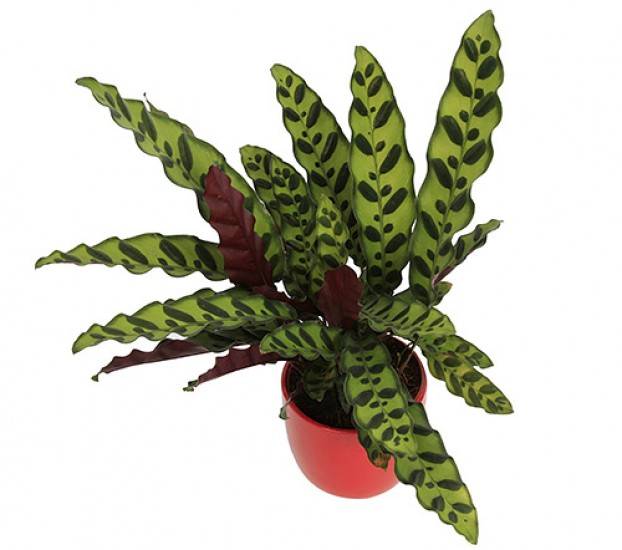 
NÁZEV:Calathea lancifolia
VÝŠKA:32cm,
PRŮM. HRNKU:12cm,
POZNÁMKA:nejedlá
NÁROKY NA PĚSTOVÁNÍ:
Calathea z čeledi marantovité  pochází ze Střední a Jižní Ameriky vlhkých tropů. Rostlina  vyžaduje stanoviště bez přímého slunečního světla. Teploty okolo 25-30 °C v kombinaci s vyšší vzdušnou vlhkostí jsou optimální. Calathea nemá ráda celoroční poklesy teplot pod 18 °C, průvan a průdké změny teplot. Za vyšších teplot je zálivka pravidelná a vydatná. V době poklesu teplot snížíme i zálivku. V době plného růstu dvakrát měsíčně přihnojujeme tekutými hnojivy. Ideálním pěstebním substrátem poslouží směs listovky, rašeliny a písku.