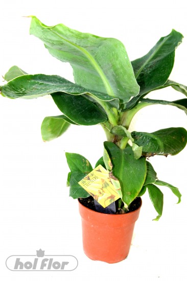 Musa Tropicana Pestovani