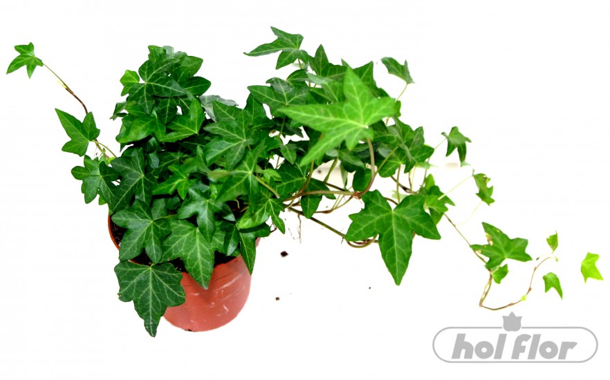 NÁZEV:Hedera,
VÝŠKA:16cm,
PRŮM. HRNKU:12cm,
POZNÁMKA:nejedlá
NÁZEV:Hedera,
VÝŠKA:16cm,
PRŮM. HRNKU:12cm,
POZNÁMKA:nejedlá