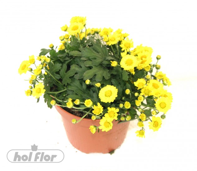 NÁZEV:Cryzanthemum,
VÝŠKA:11cm,
PRŮM. HRNKU:8cm,
POZNÁMKA:nejedlá
NÁZEV:Cryzanthemum,
VÝŠKA:11cm,
PRŮM. HRNKU:8cm,
POZNÁMKA:nejedlá
