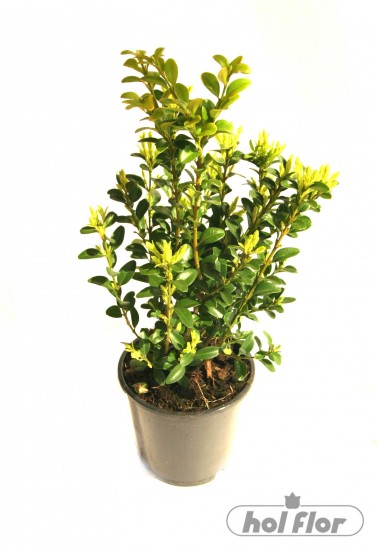 NÁZEV:Buxus,
VÝŠKA:33cm,
PRŮM. HRNKU:12cm,
POZNÁMKA:nejedlá
NÁZEV:Buxus,
VÝŠKA:33cm,
PRŮM. HRNKU:12cm,
POZNÁMKA:nejedlá