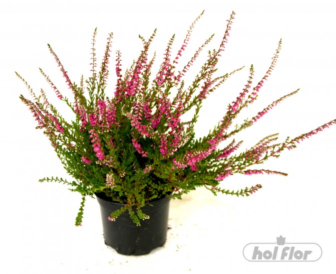 NÁZEV:Calluna,
VÝŠKA:16cm,
PRŮM. HRNKU:11cm,
POZNÁMKA:nejedlá
NÁZEV:Calluna,
VÝŠKA:16cm,
PRŮM. HRNKU:11cm,
POZNÁMKA:nejedlá