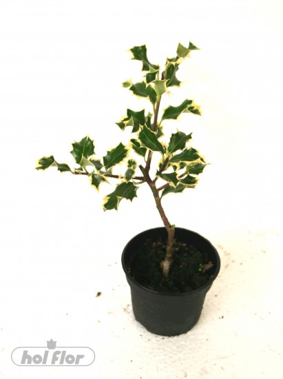 NÁZEV:Ilex,
VÝŠKA:22cm,
PRŮM. HRNKU:9cm,
POZNÁMKA:nejedlá
NÁZEV:Ilex,
VÝŠKA:22cm,
PRŮM. HRNKU:9cm,
POZNÁMKA:nejedlá