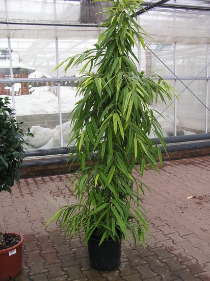 Průměr květináče:40cm
Výška rostliny:220cm
