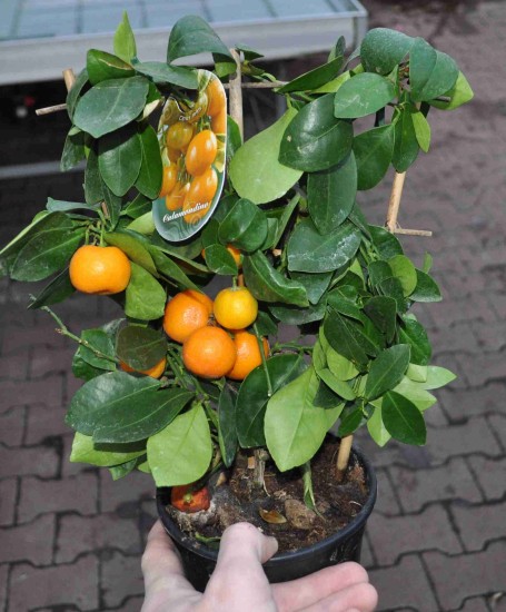 Calamondino