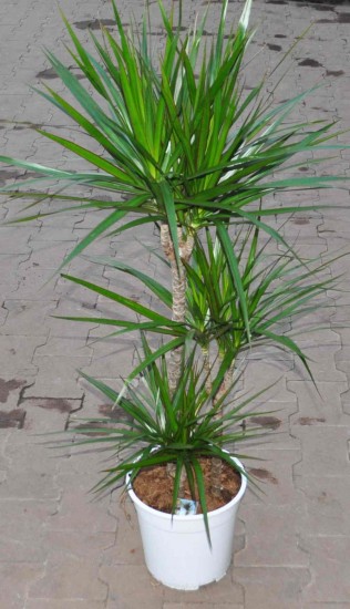 Dracena Mariginata