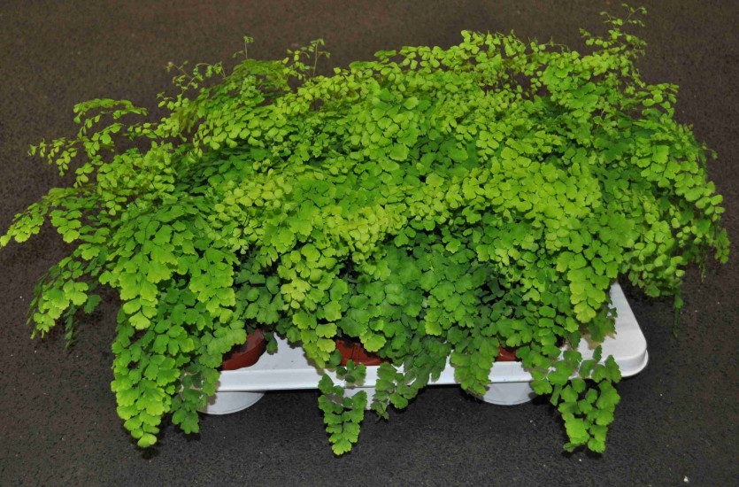 Adianthum red fragrans 
Průměr květináče: 17cm 