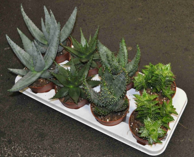 4 různé odrudy Aloe
8 kusů na platě
12 cm květináč